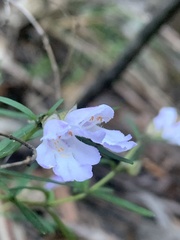 Prostanthera linearis