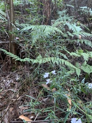Prostanthera linearis