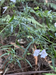 Prostanthera linearis