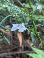Prostanthera linearis