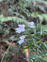 Prostanthera linearis
