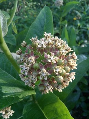 Asclepias notha