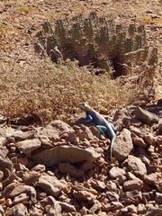 Agama bibronii