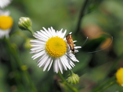 Nemophora pfeifferella
