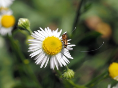 Nemophora pfeifferella