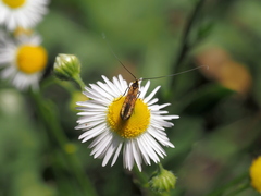 Nemophora pfeifferella