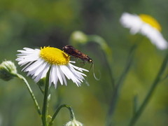 Nemophora pfeifferella