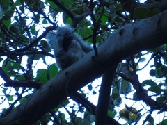 Sciurus variegatoides dorsalis