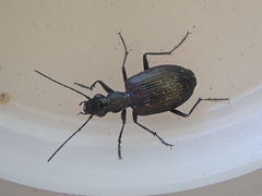 Actenonyx bembidioides