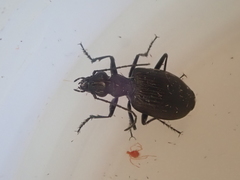 Actenonyx bembidioides