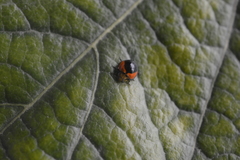 Cycloneda fryii