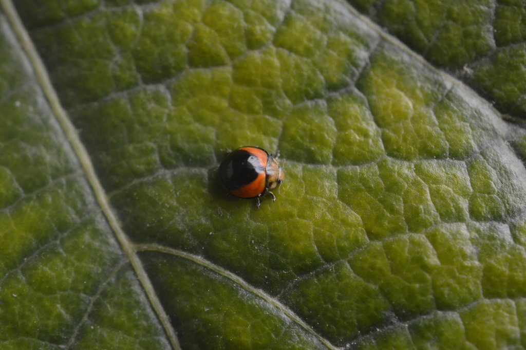 Cycloneda fryii