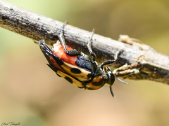Macrosiagon octomaculata