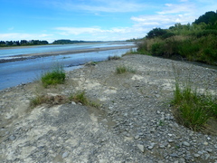 Actenonyx bembidioides