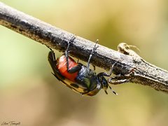 Macrosiagon octomaculata