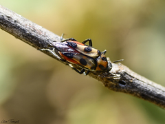 Macrosiagon octomaculata