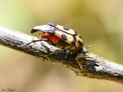 Macrosiagon octomaculata