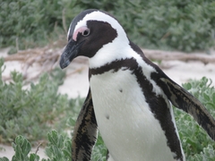 Spheniscus demersus