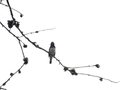 Sporophila luctuosa
