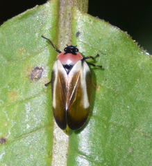 Sphenorhina quadrifera