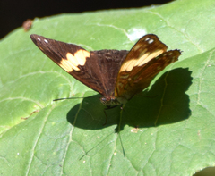 Adelpha leucophthalma