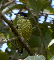 Ampelioides tschudii