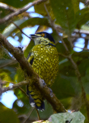 Ampelioides tschudii