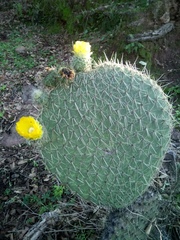 Opuntia huajuapensis
