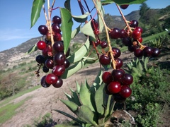 Prunus serotina capuli