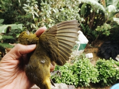 Piranga rubra