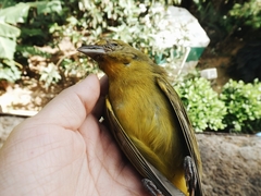 Piranga rubra