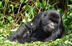 Gorilla beringei beringei