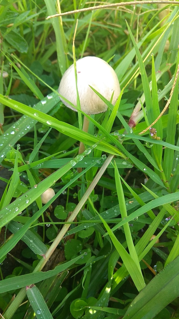 Panaeolus cyanescens · October 2017 · photo: © evaliliana (iNaturalist, CC)
