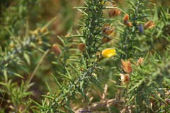 Ulex × breoganii