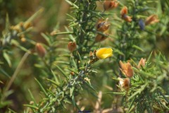 Ulex × breoganii