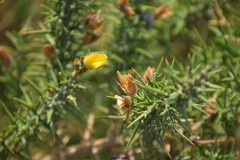 Ulex × breoganii