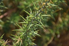 Ulex × breoganii
