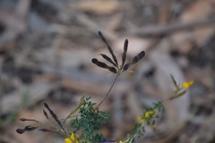 Adenocarpus lainzii