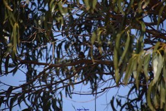 Eucalyptus globulus globulus
