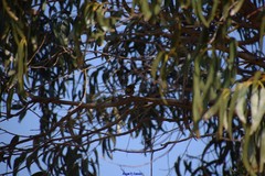Eucalyptus globulus globulus