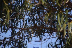 Eucalyptus globulus globulus