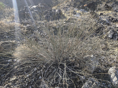 Hoffmannseggia microphylla