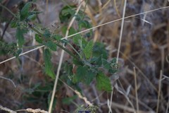 Scrophularia scorodonia