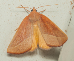 Terpnostola ardescens