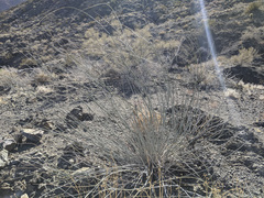 Hoffmannseggia microphylla