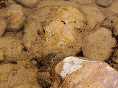 Pelophylax saharicus