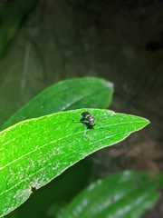 Odontochilina