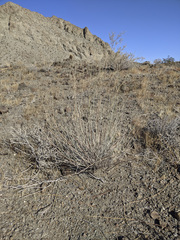 Hoffmannseggia microphylla