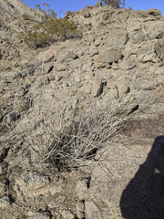 Hoffmannseggia microphylla