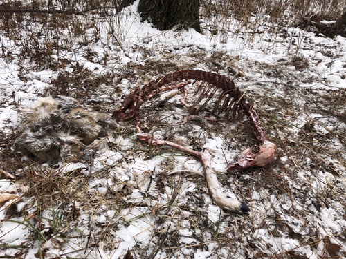 White-tailed Deer photographed in Illinois